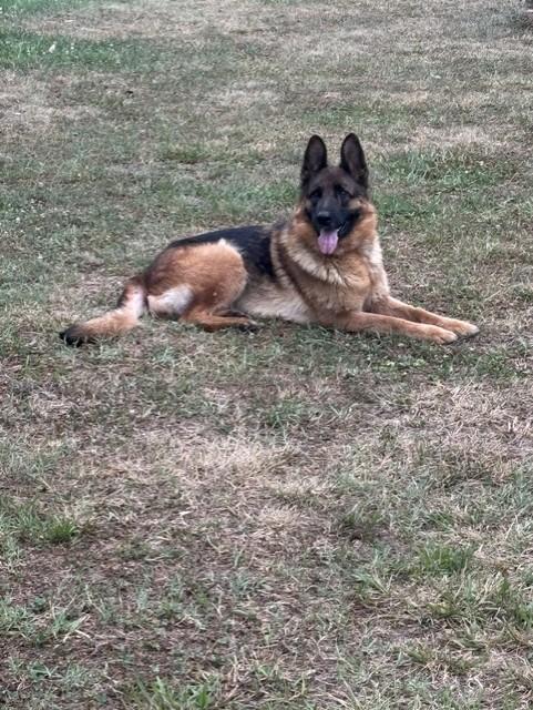 AMORA, ADOPTABLE, Adult Female German Shepherd Dog.