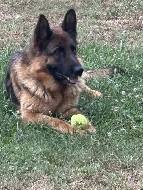 Enlarge AMORA, a ADOPTABLE German Shepherd Dog in Port Elizabeth, NJ image 3/3