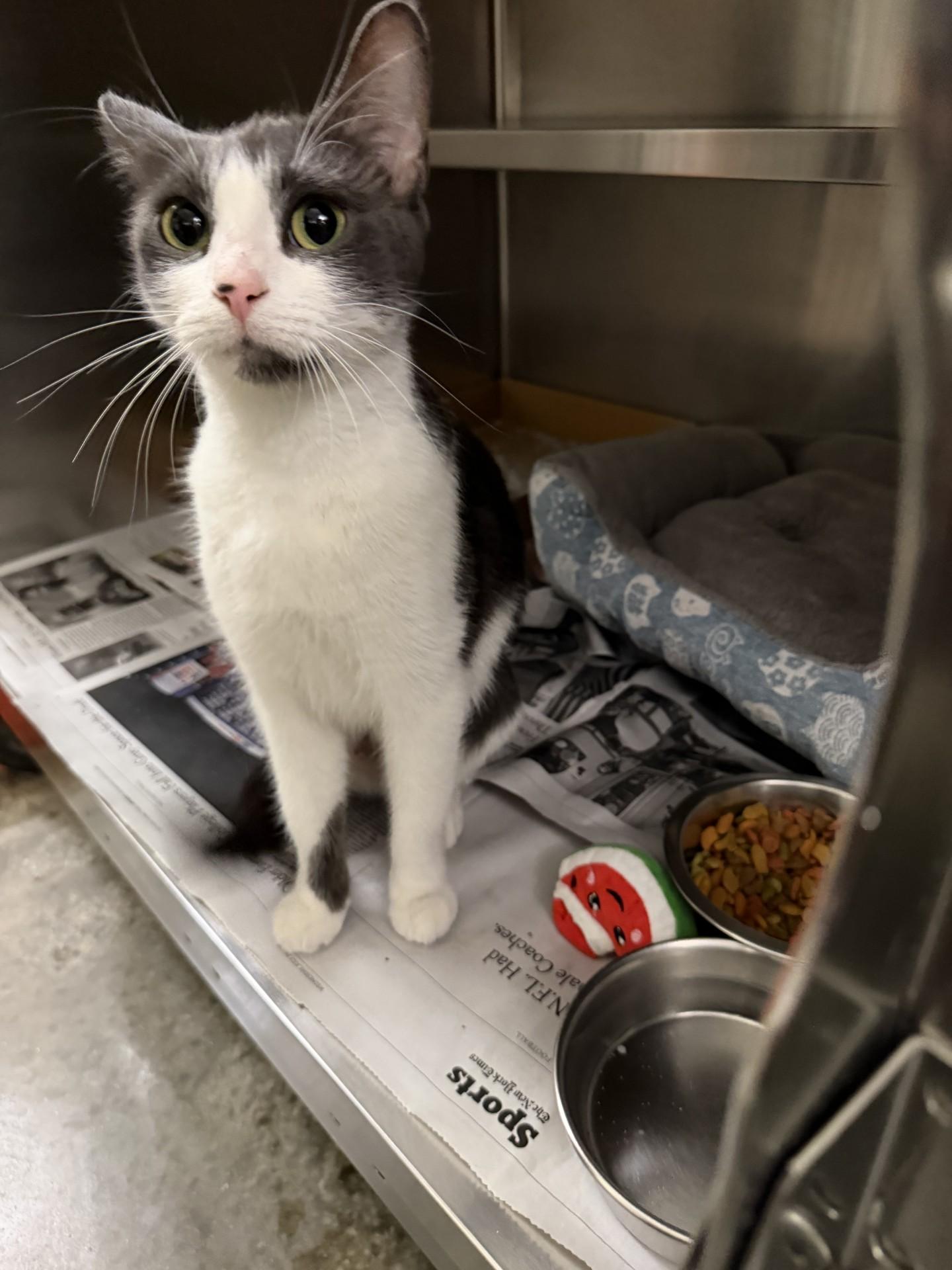 Enlarge Misty, an adopted Domestic Short Hair in West Haven, CT image 1/1