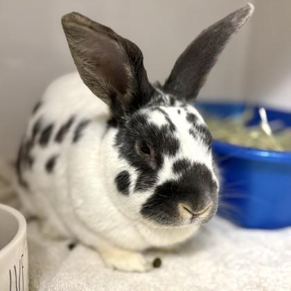 Enlarge Jack, a ADOPTABLE English Spot in Hilliard, OH image 2/2