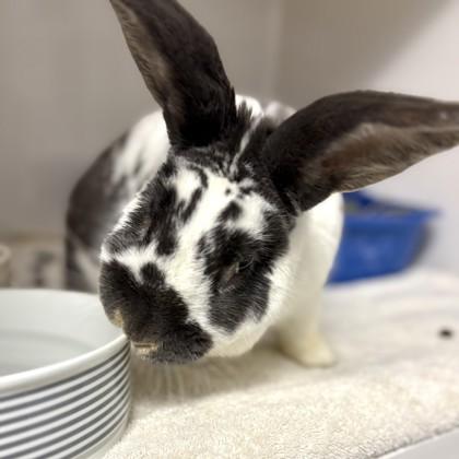 Enlarge Jack, a ADOPTABLE English Spot in Hilliard, OH image 1/2