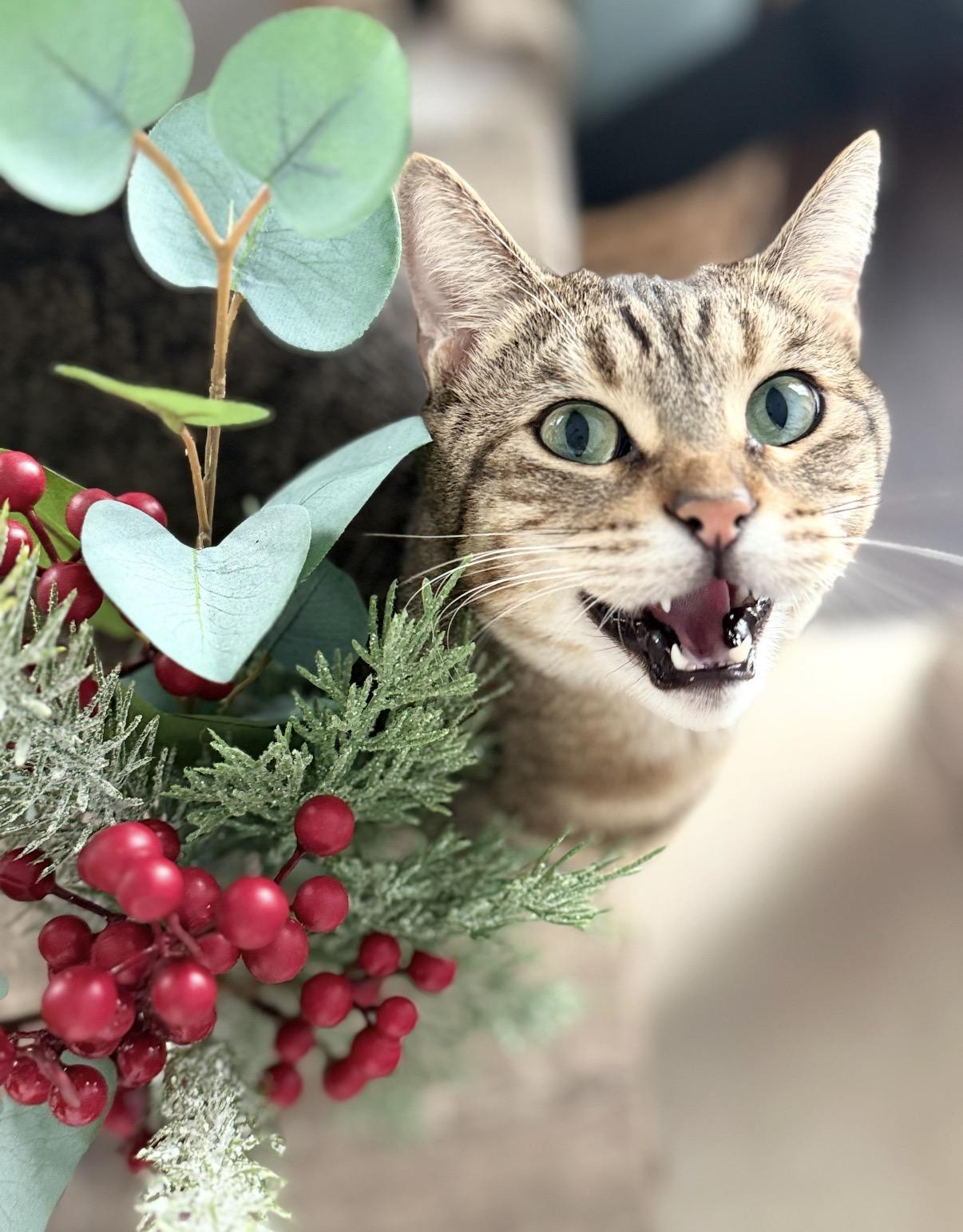 Enlarge Nico, a ADOPTABLE mixed breed in Venice, CA image 3/5