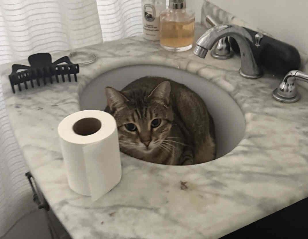 Nico, ADOPTABLE, Adult Female Tabby & Domestic Short Hair.