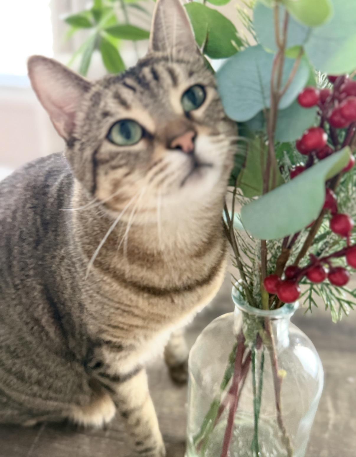 Enlarge Nico, a ADOPTABLE mixed breed in Venice, CA image 5/5