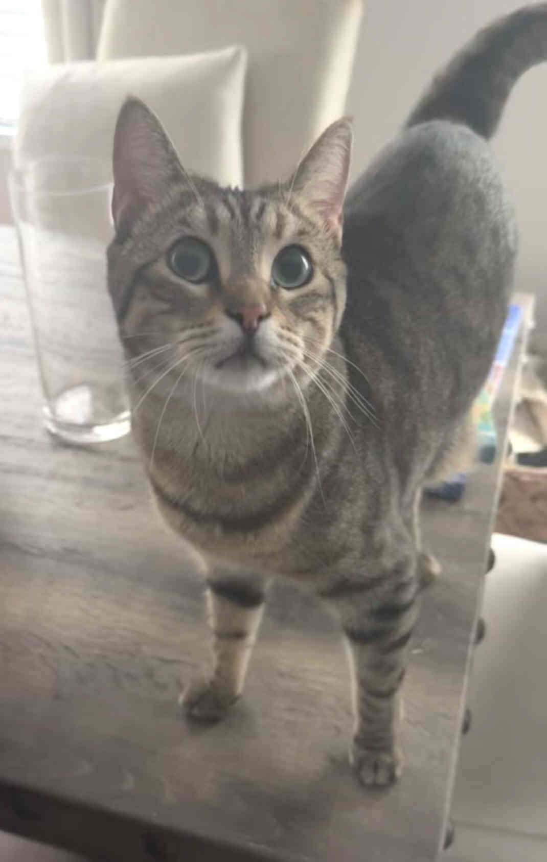 Enlarge Nico, a ADOPTABLE mixed breed in Venice, CA image 4/5