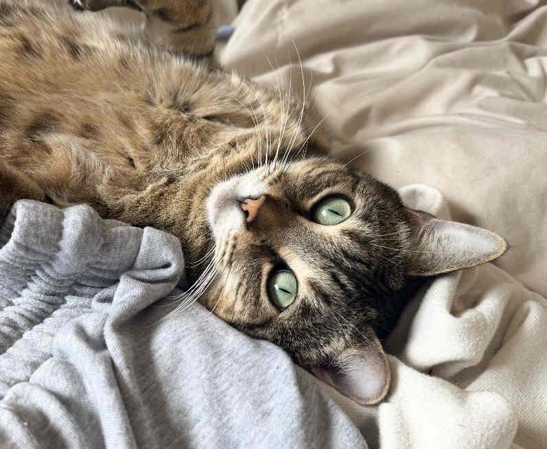 Enlarge Nico, a ADOPTABLE mixed breed in Venice, CA image 2/5