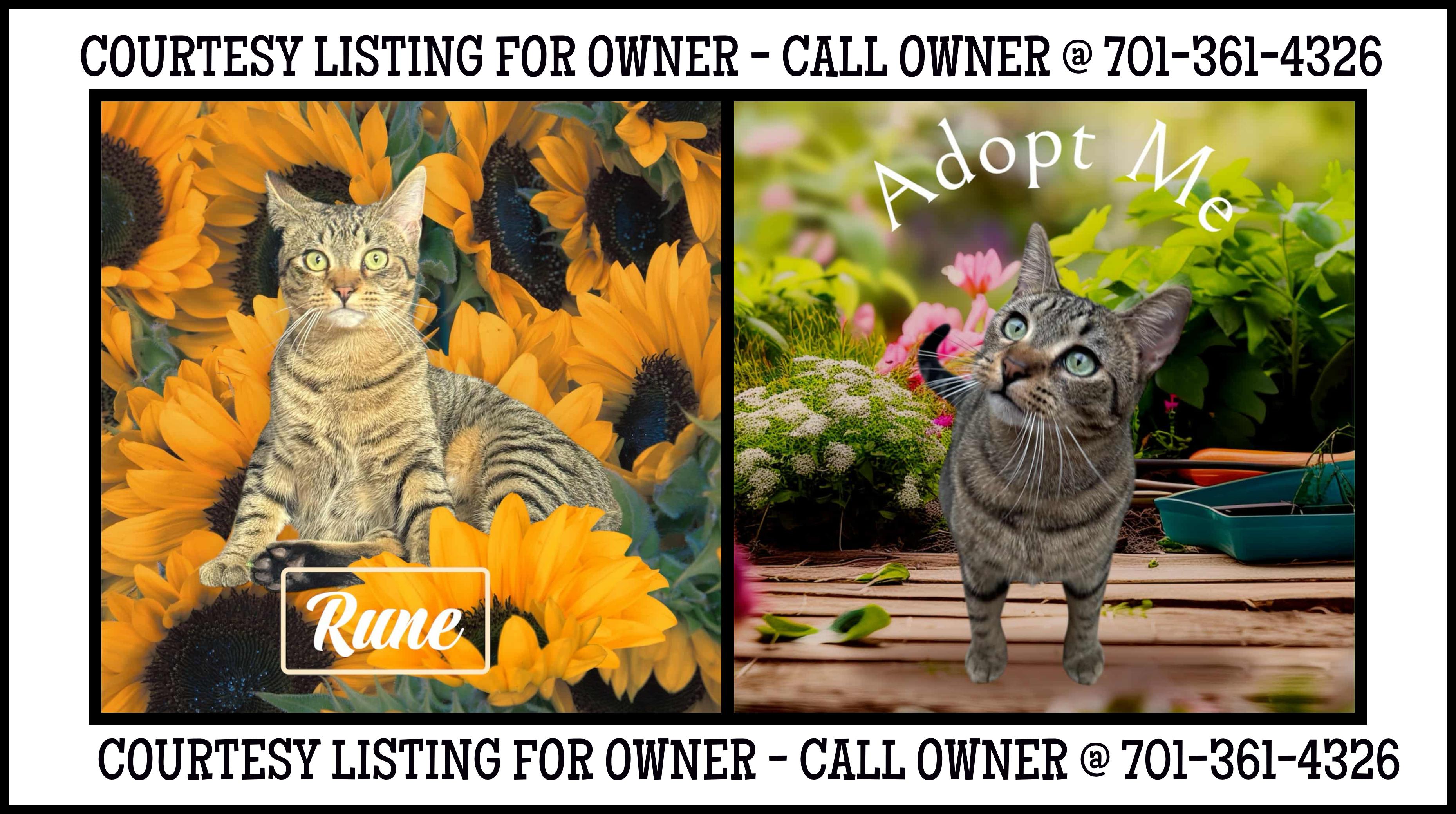 Enlarge Rune - COURTESY LISTING FOR OWNER, a Adoptable Domestic Medium Hair in Valley City, ND image 1/3