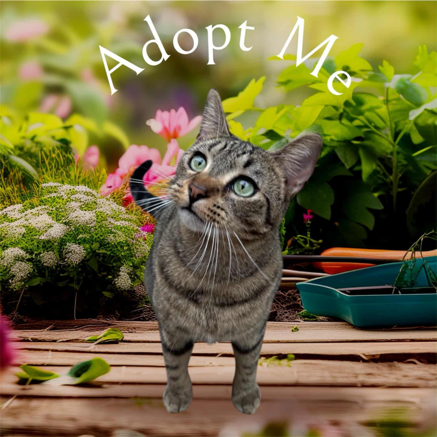 Enlarge Rune - COURTESY LISTING FOR OWNER, a Adoptable Domestic Medium Hair in Valley City, ND image 2/3