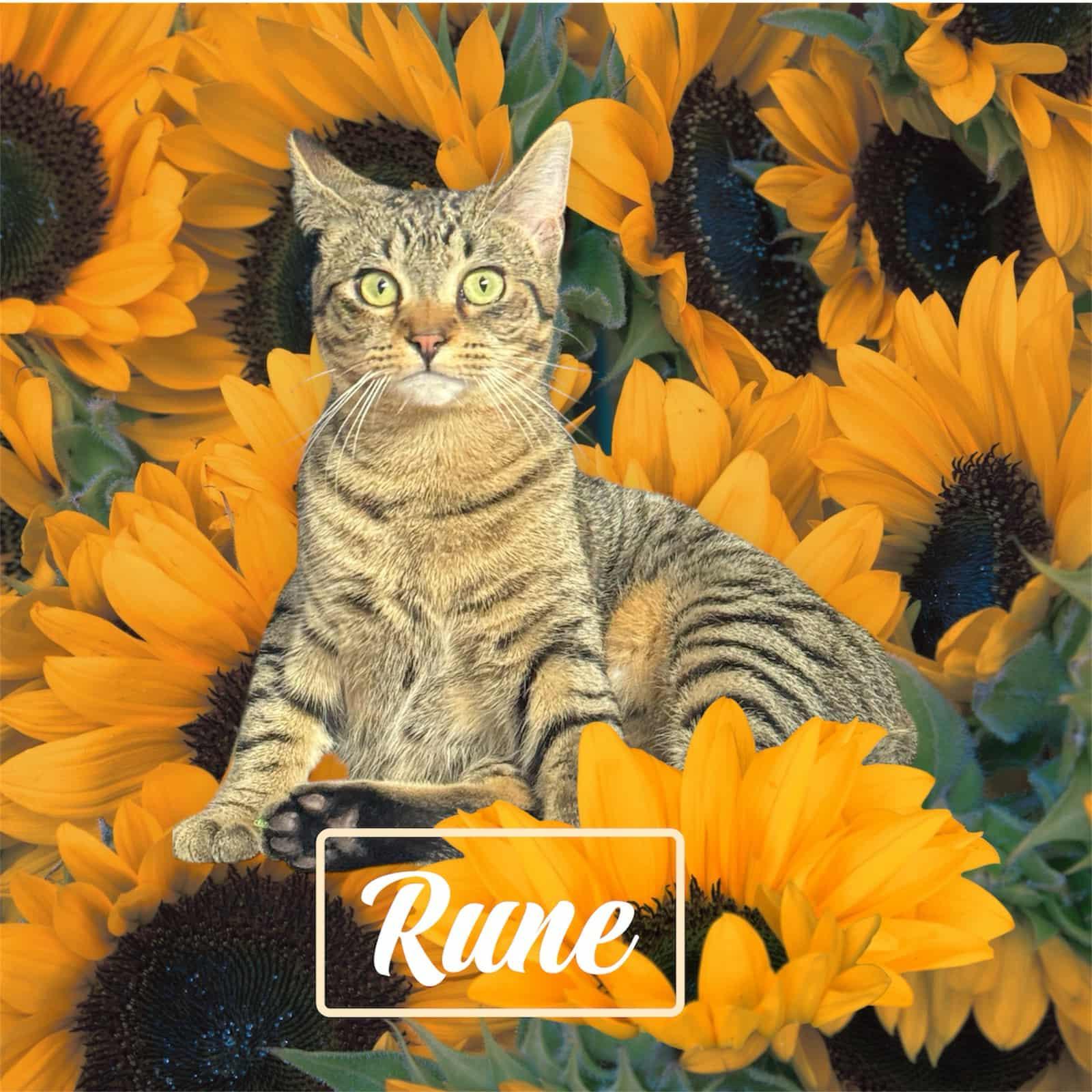 Rune - COURTESY LISTING FOR OWNER