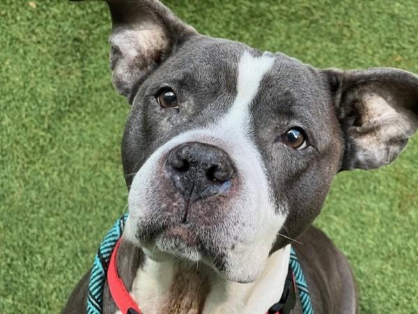 Diamond Princess thumbnail 2