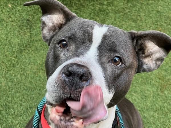 Diamond Princess thumbnail 3