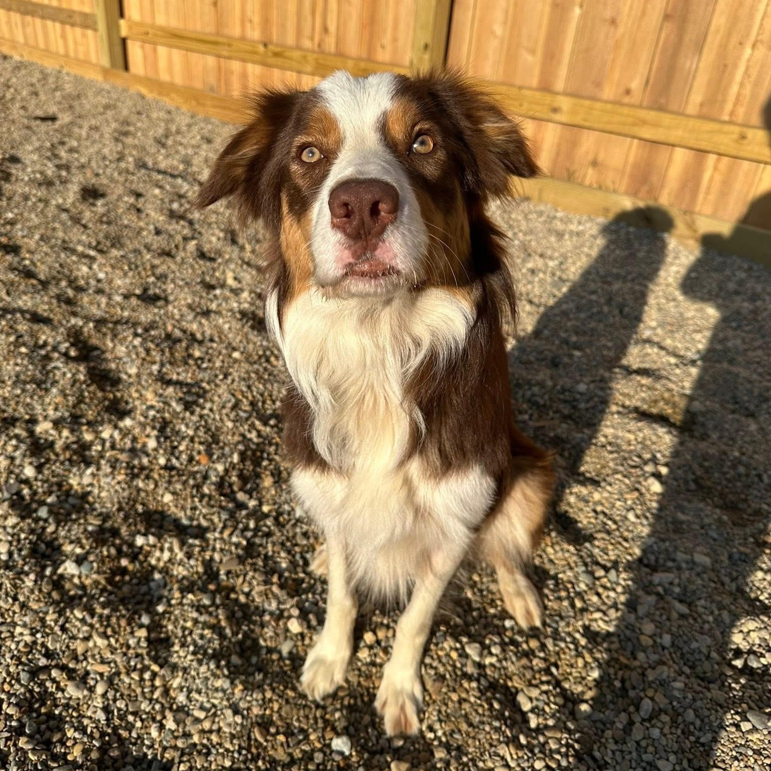 Fargo, Adult Male Border Collie