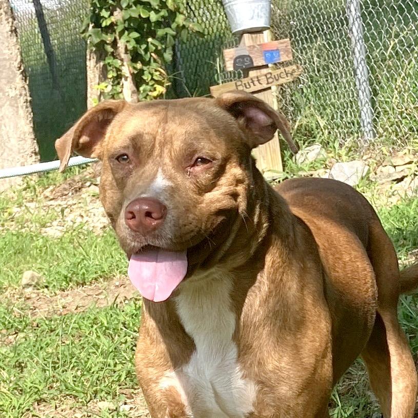 Rosco, Adoptable, Adult Male Mixed Breed.