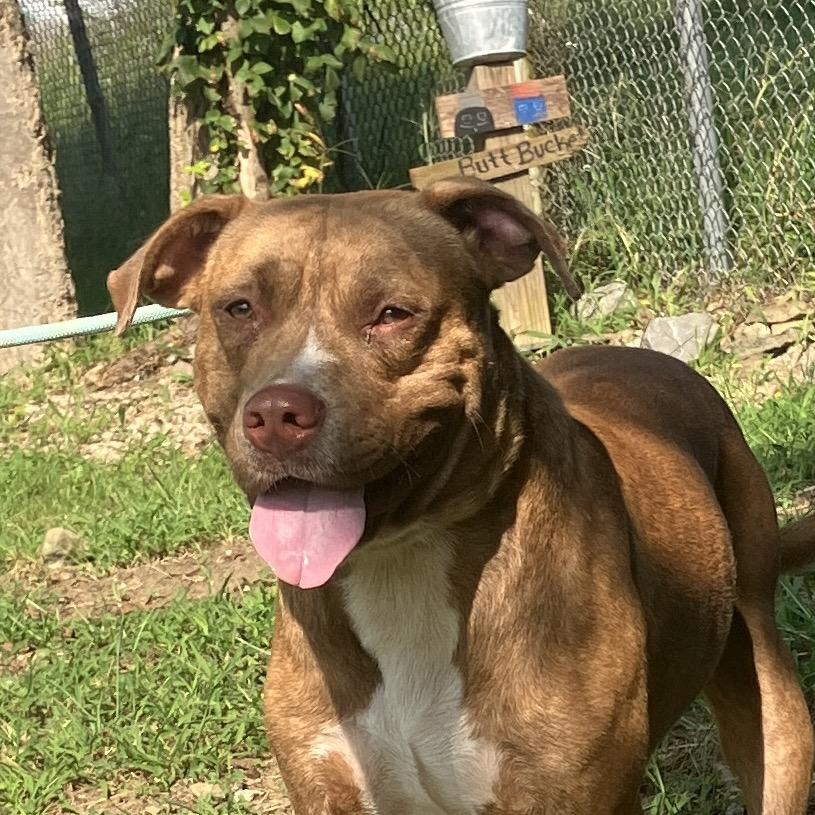Rosco, Adoptable, Adult Male Mixed Breed.