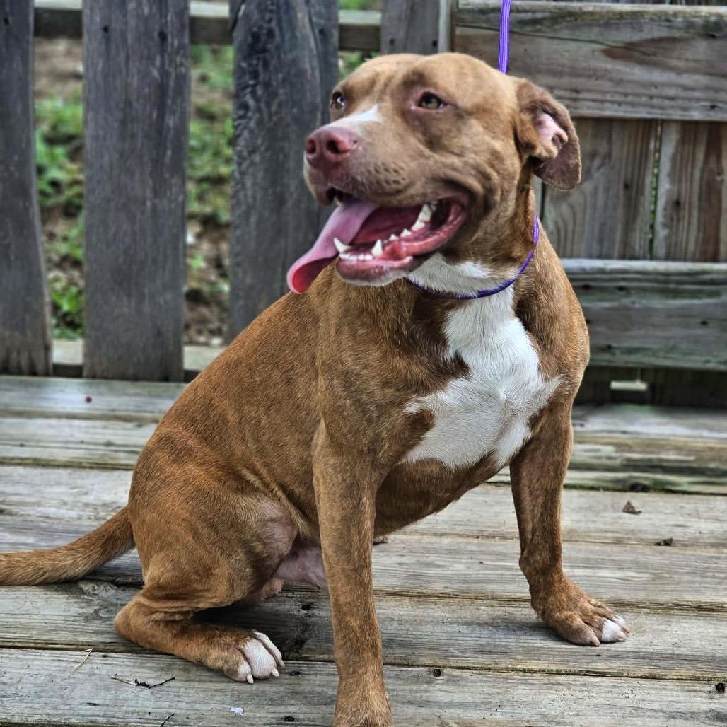 Rosco, a Adoptable Mixed Breed in Pulaski, TN image 2/6