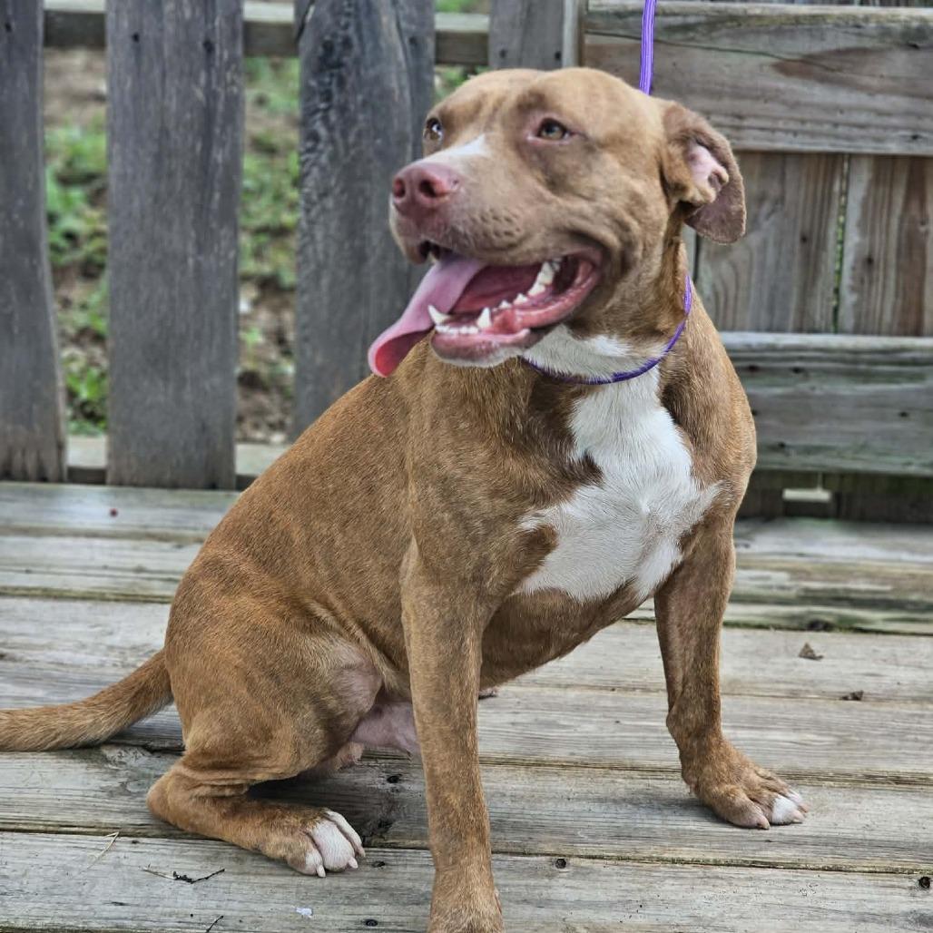 Enlarge Rosco, a Adoptable Mixed Breed in Pulaski, TN image 2/6