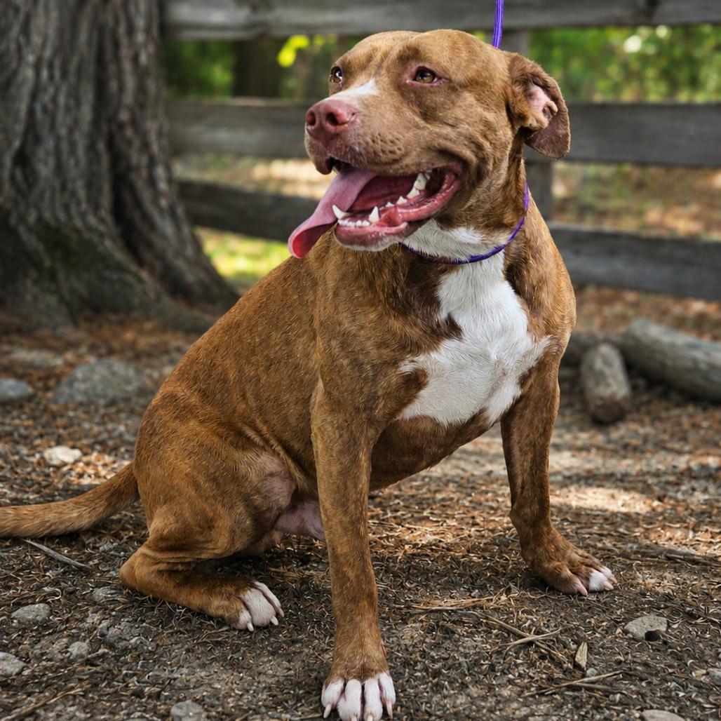 Enlarge Rosco, a Adoptable Mixed Breed in Pulaski, TN image 3/6