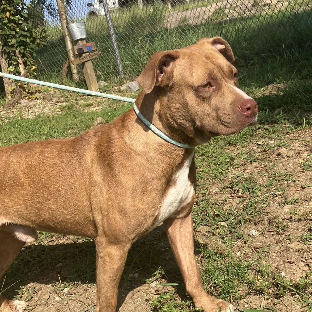 Rosco, a Adoptable Mixed Breed in Pulaski, TN image 4/6