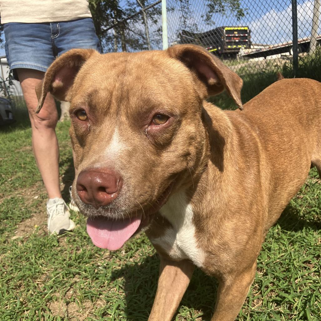 Enlarge Rosco, a Adoptable Mixed Breed in Pulaski, TN image 4/6