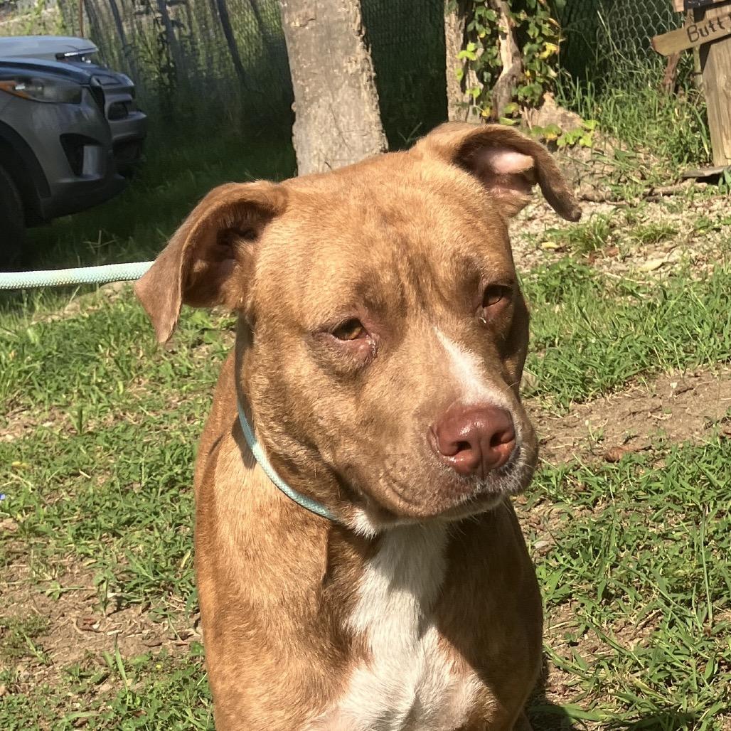 Enlarge Rosco, a Adoptable Mixed Breed in Pulaski, TN image 5/6
