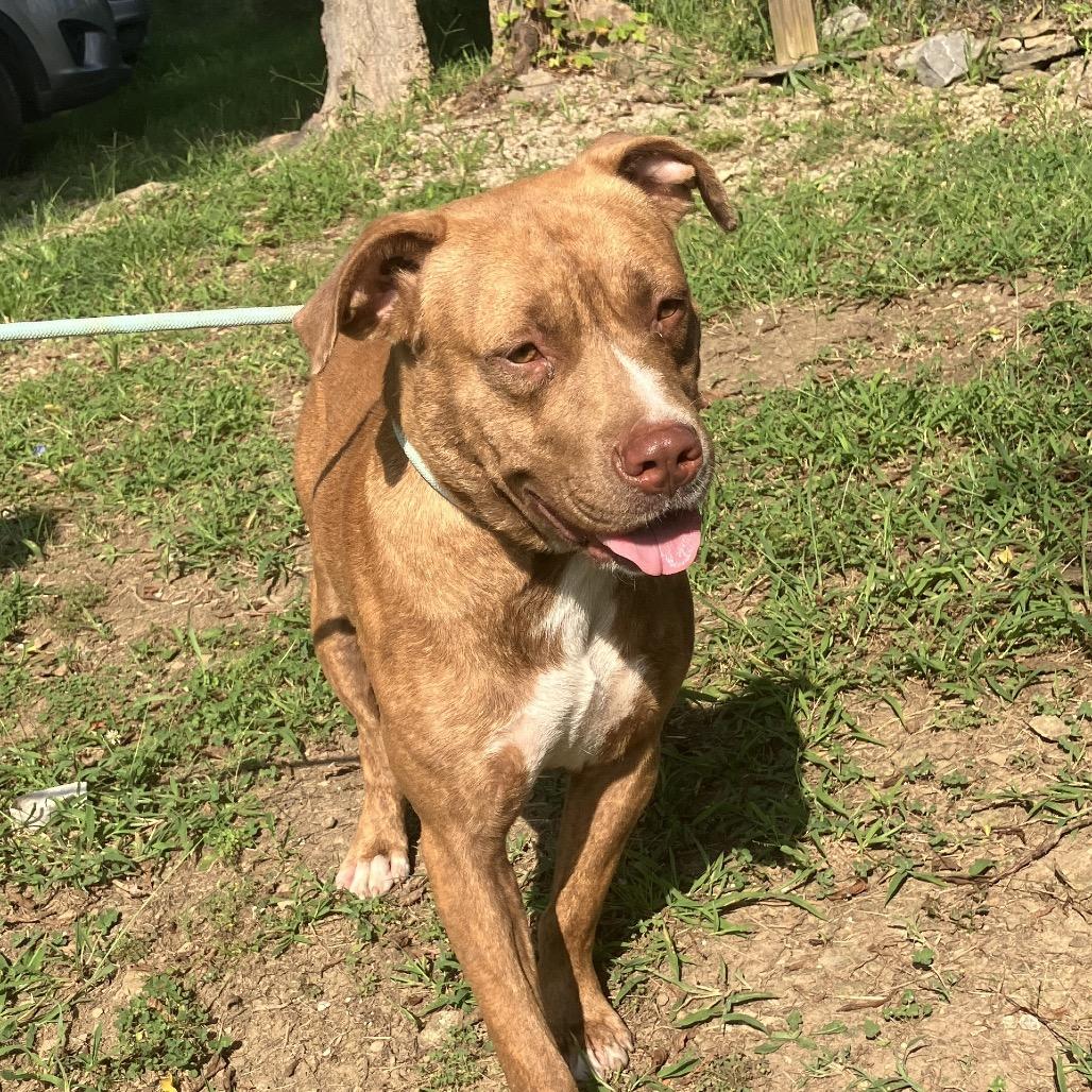 Rosco, a Adoptable Mixed Breed in Pulaski, TN image 5/6