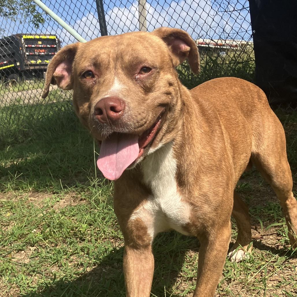 Enlarge Rosco, a Adoptable Mixed Breed in Pulaski, TN image 6/6