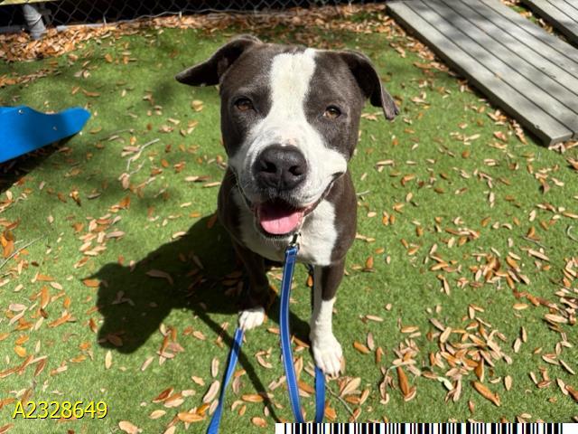 FLORIAN, Adoptable, Adult Male Mixed Breed.