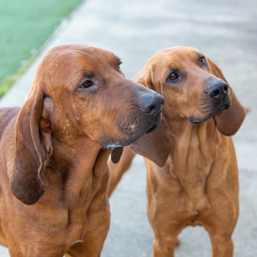 Lola, Adoptable, Young Female Mixed Breed.