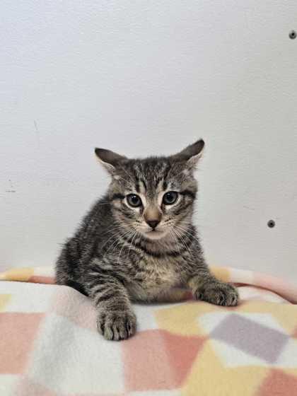 Cowabunga, Adoptable, Adult Male Domestic Short Hair & Domestic Short Hair.
