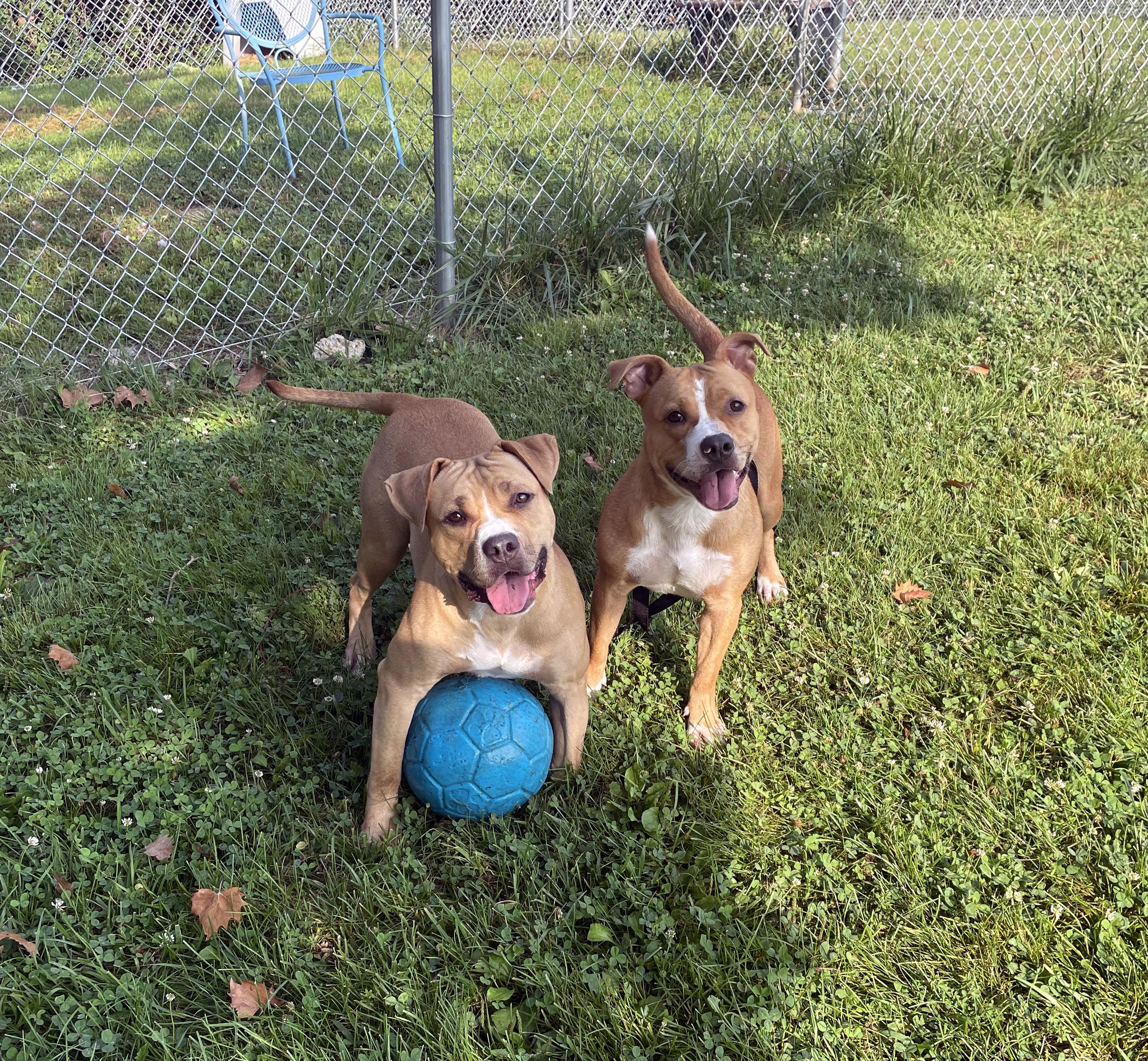 Mary Kate, a ADOPTABLE mixed breed in Sulphur, KY image 3/4