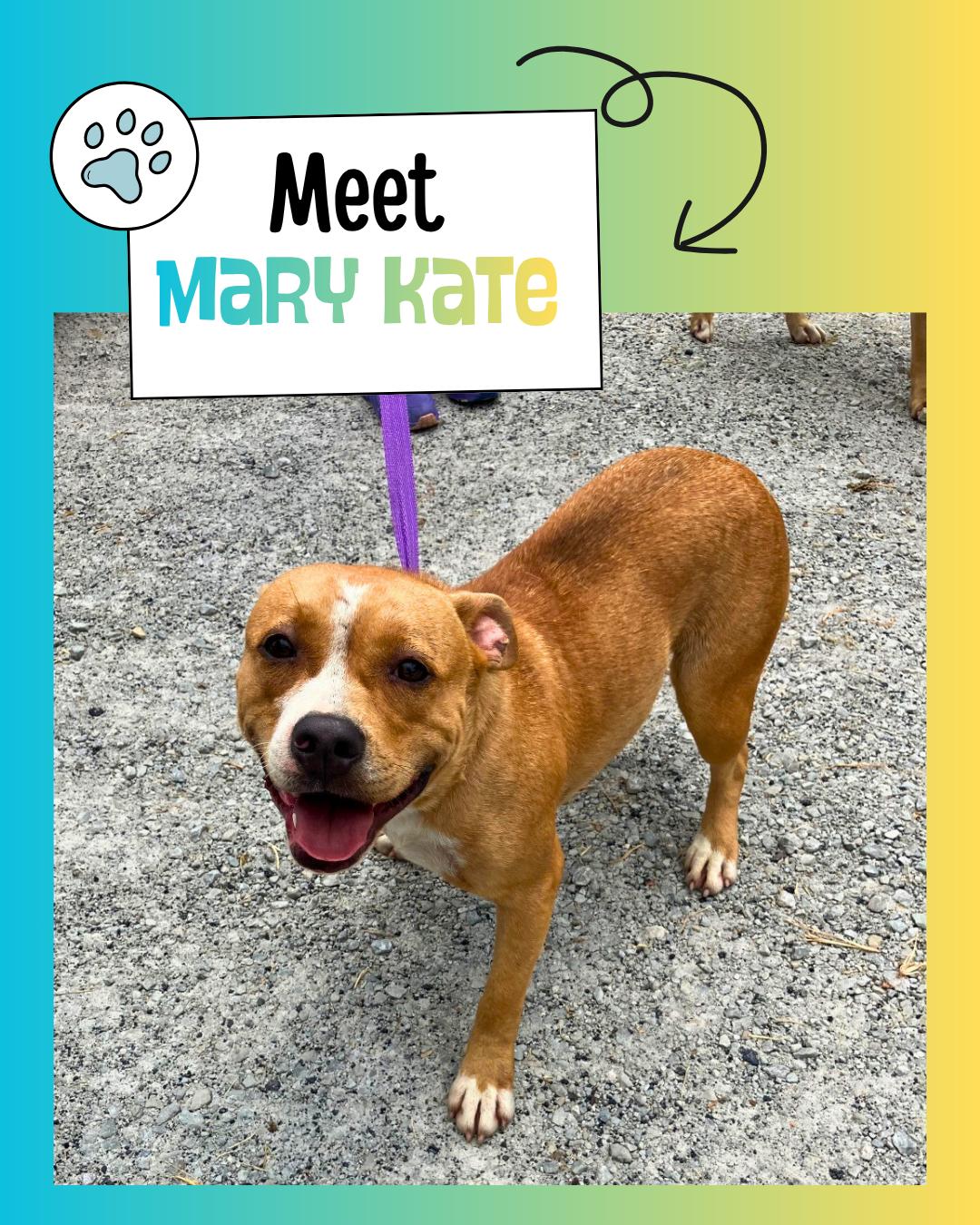Mary Kate, ADOPTABLE, Young Female American Staffordshire Terrier.