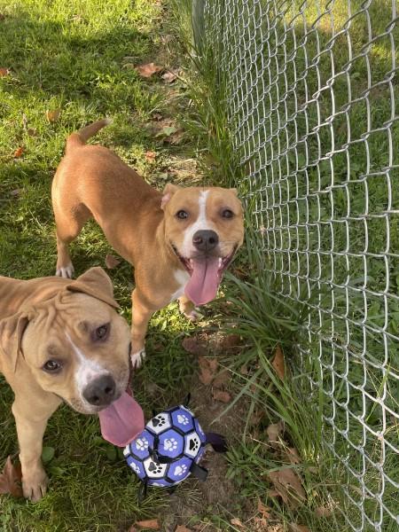 Mary Kate, a ADOPTABLE mixed breed in Sulphur, KY image 2/4