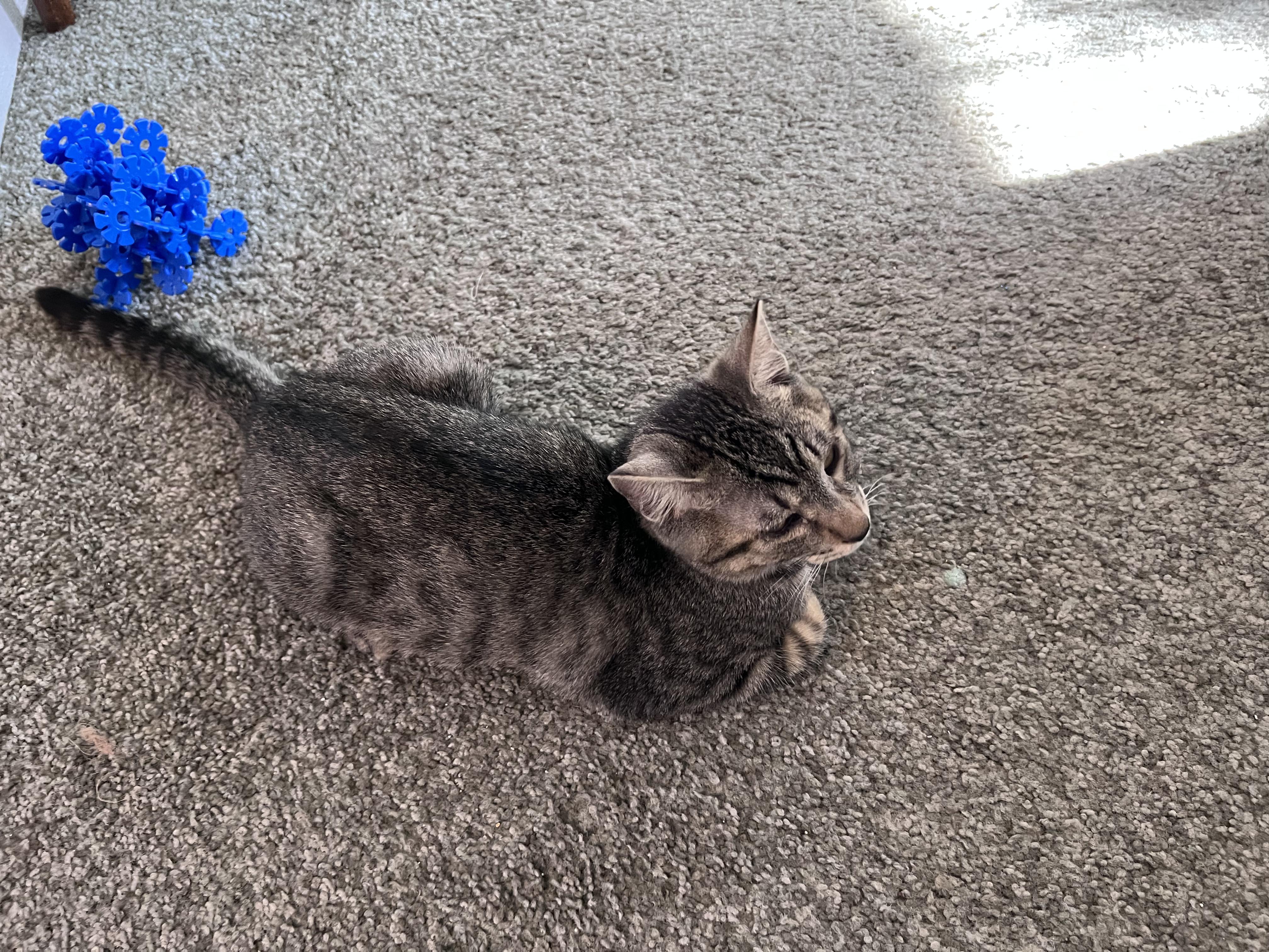Leonardo, a ADOPTABLE Tabby in Pasco, WA image 4/6