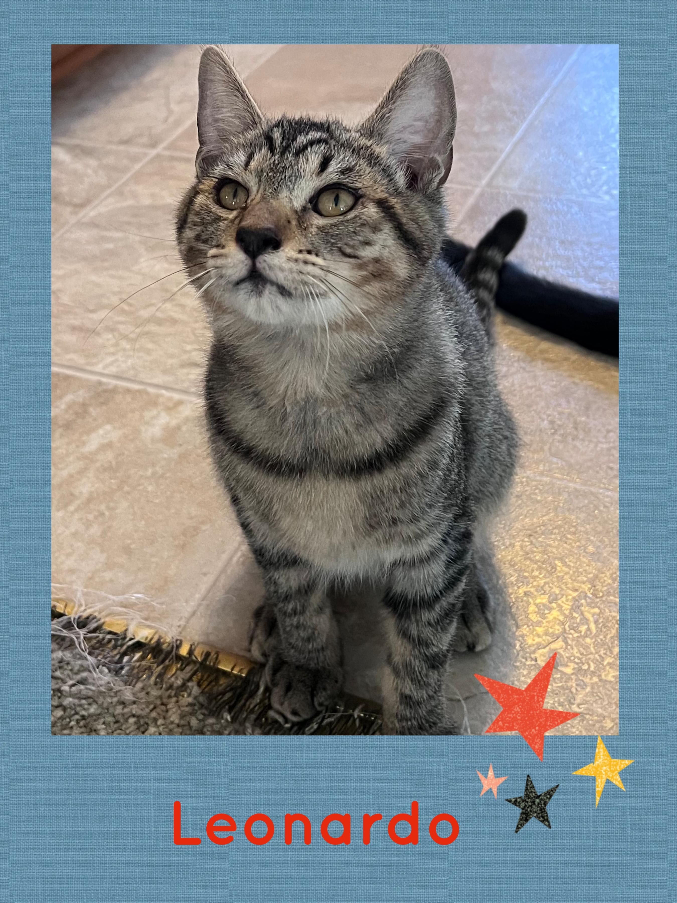 Leonardo, a ADOPTABLE Tabby in Pasco, WA image 1/6