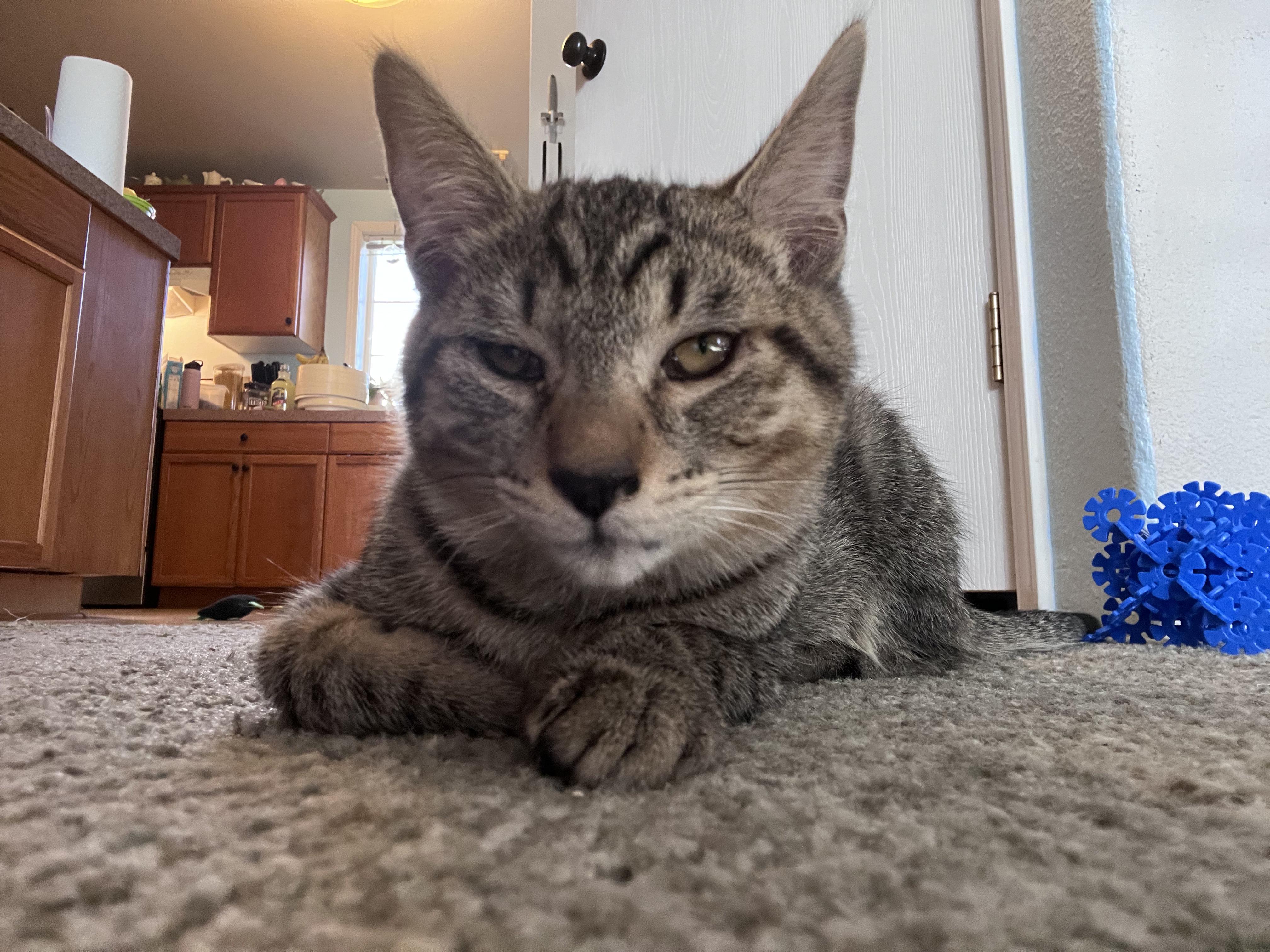 Leonardo, a ADOPTABLE Tabby in Pasco, WA image 3/6