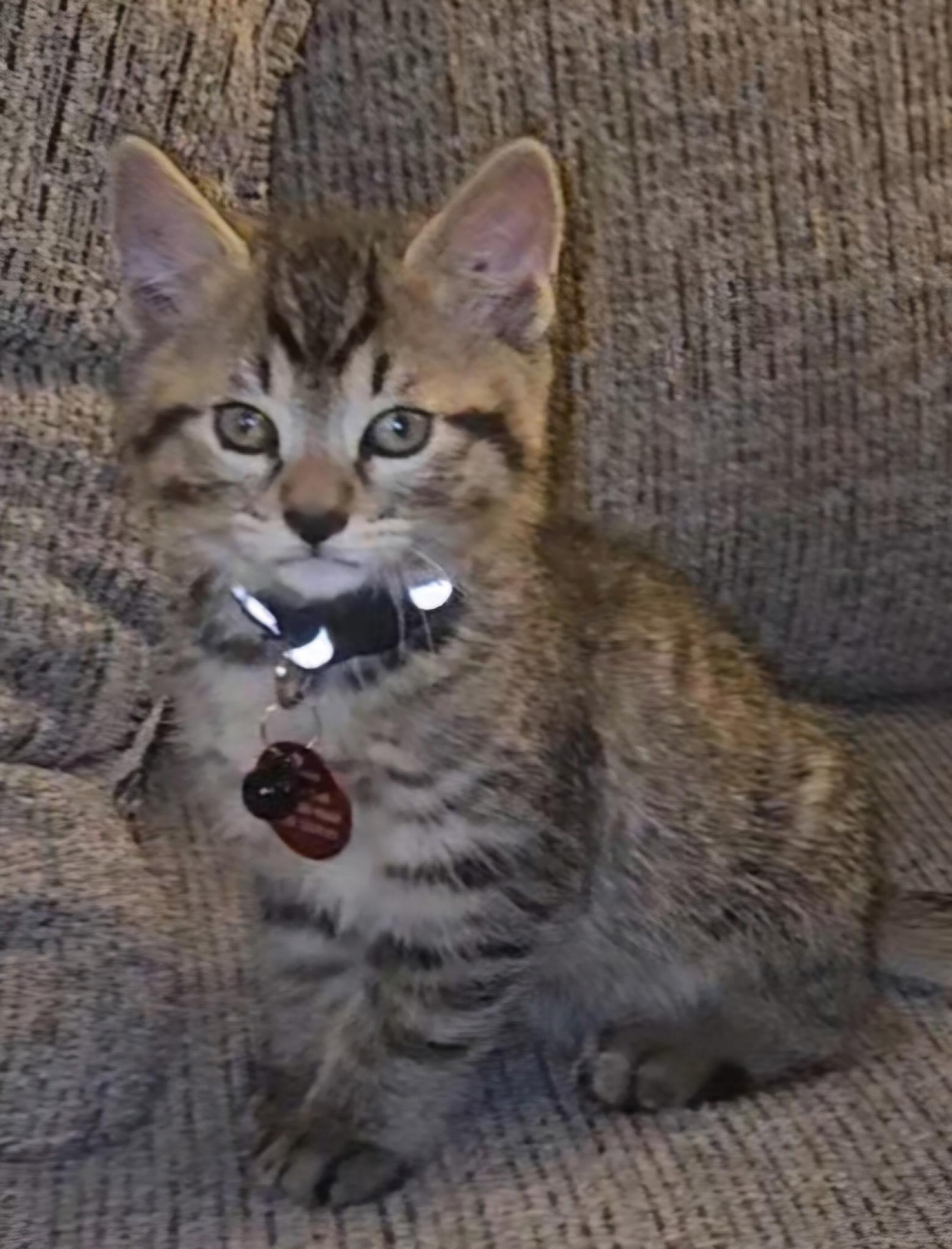 Enlarge Leonardo, a ADOPTABLE Tabby in Pasco, WA image 2/3