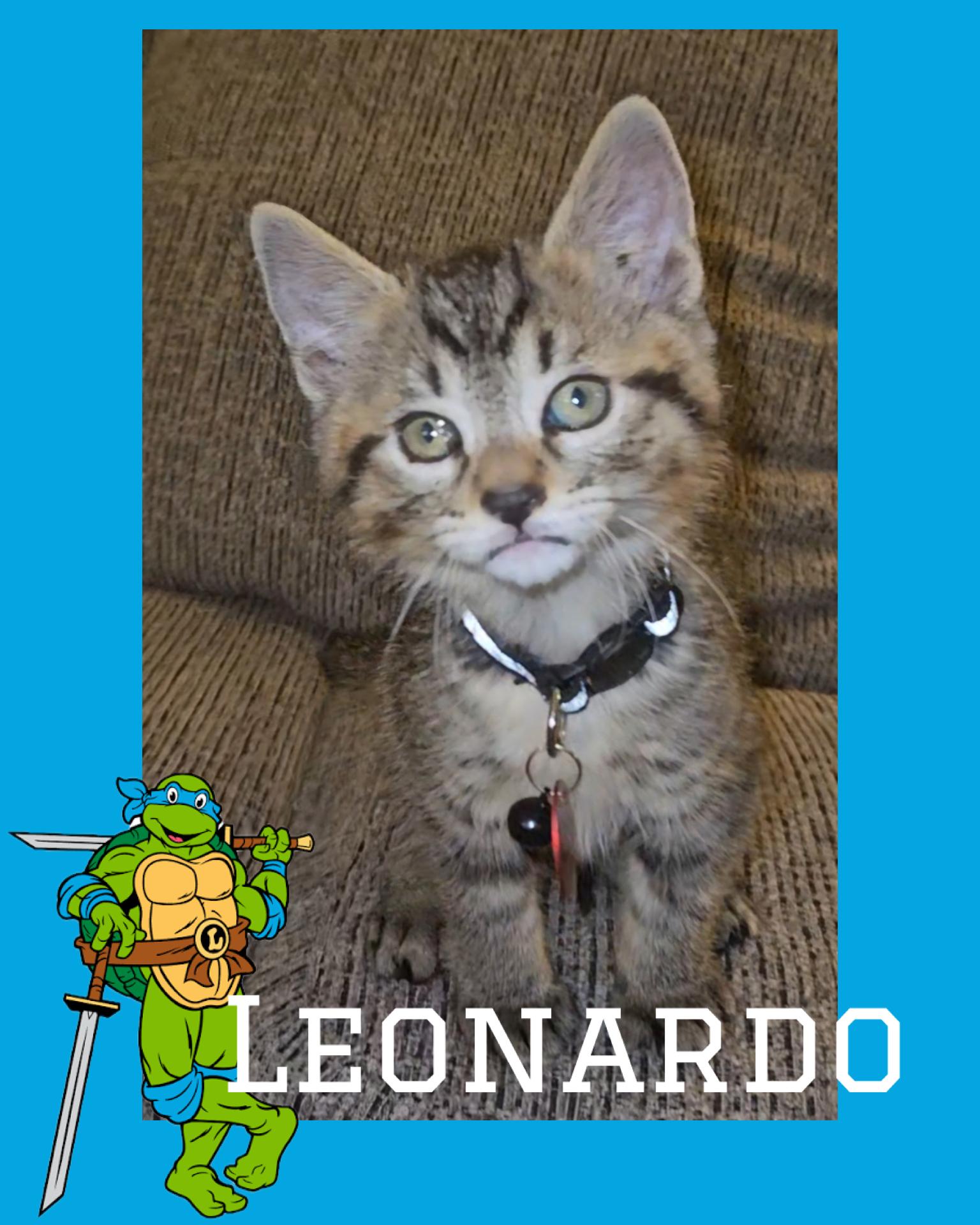 Enlarge Leonardo, a ADOPTABLE Tabby in Pasco, WA image 3/3