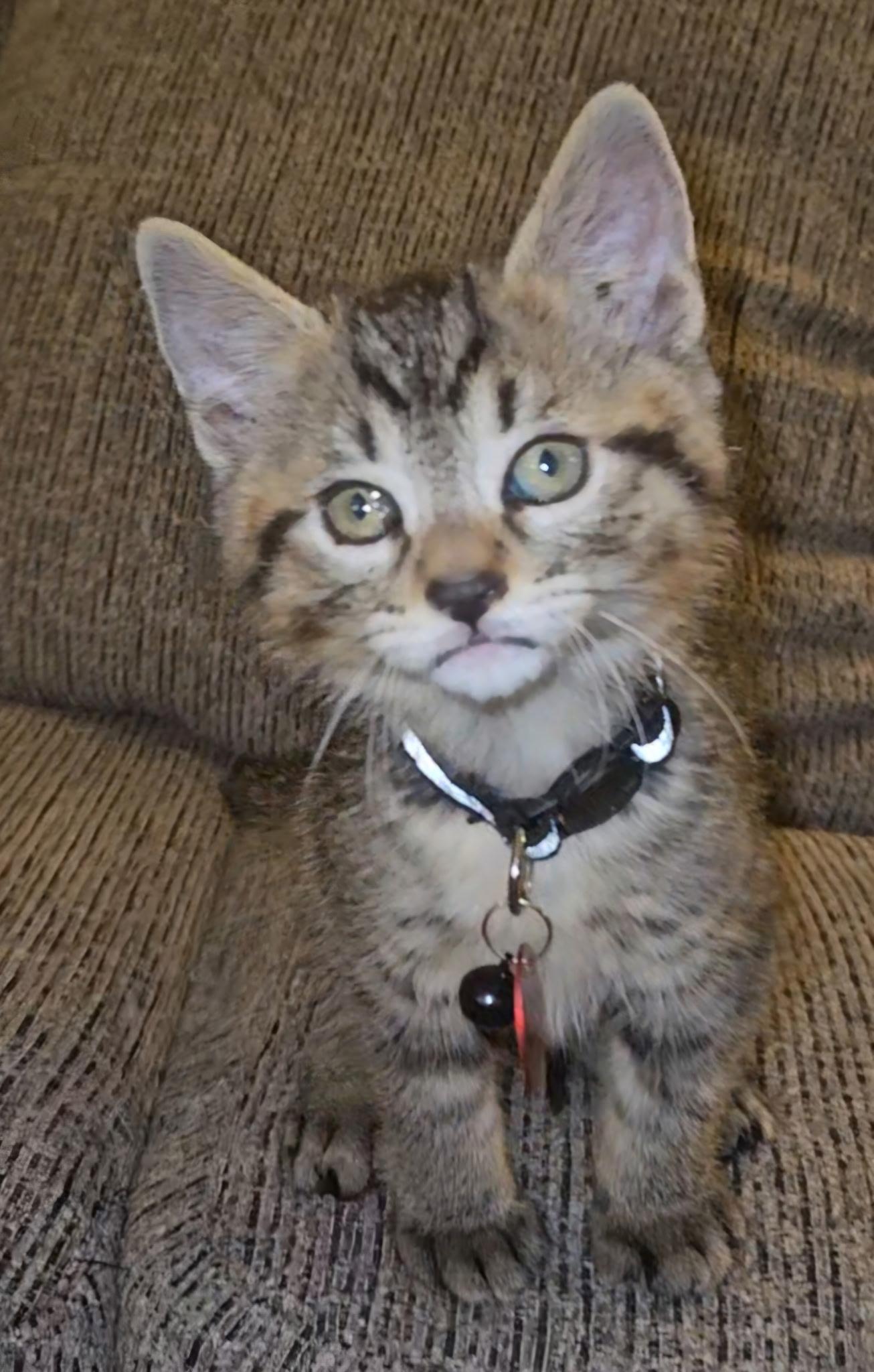 Leonardo, ADOPTABLE, Kitten Male Tabby.