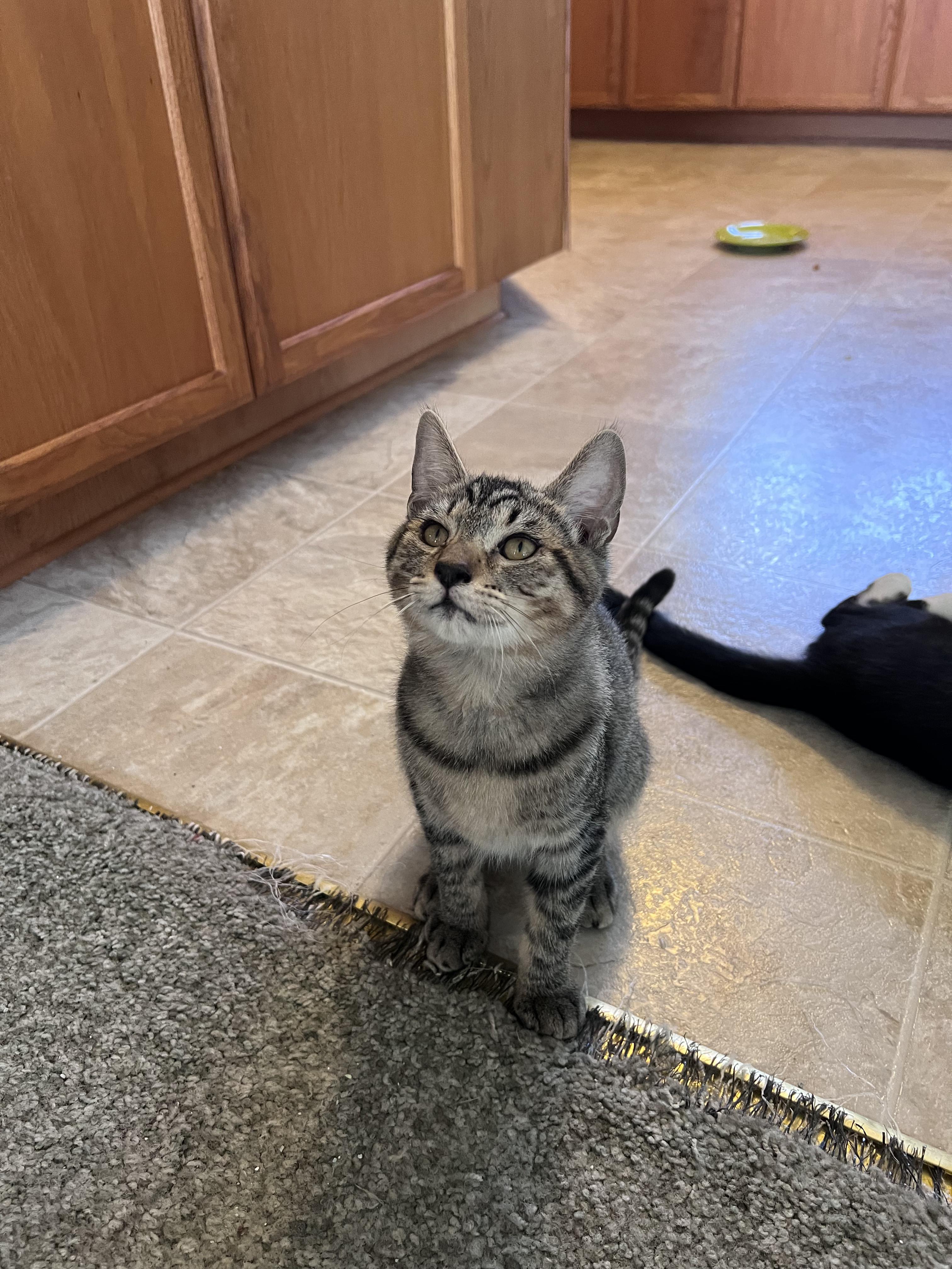 Leonardo, a ADOPTABLE Tabby in Pasco, WA image 2/6