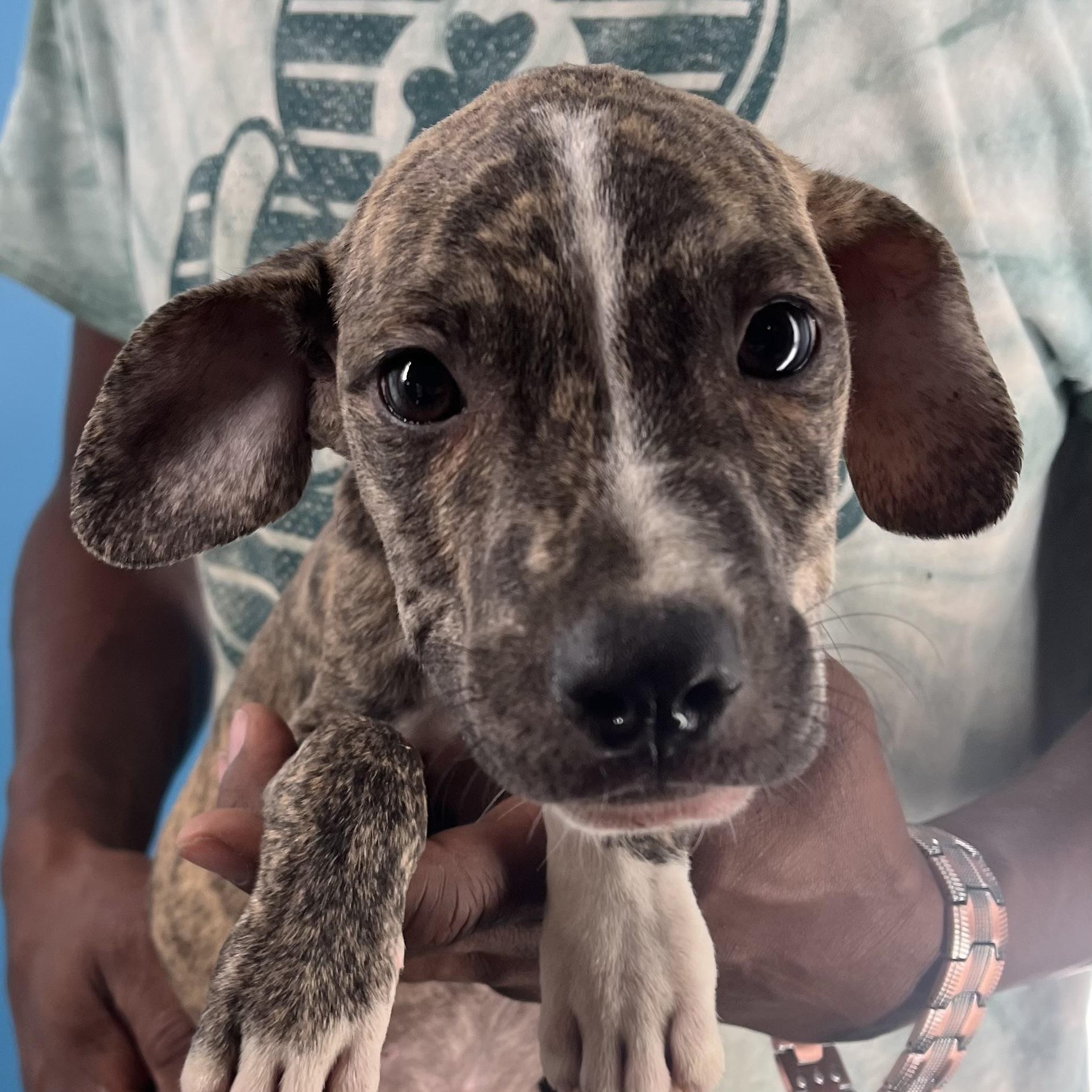 Casey  Local Oct thumbnail 3