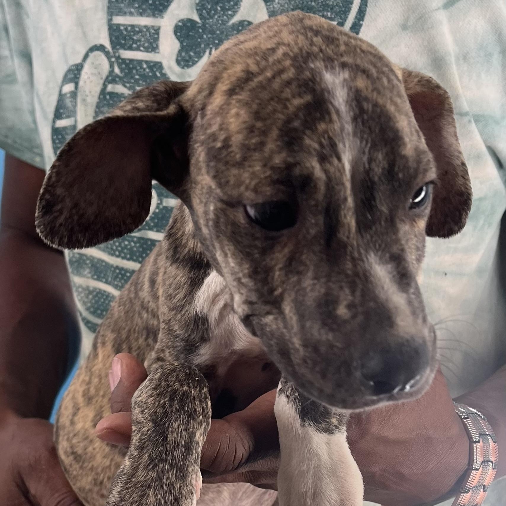 Casey  Local Oct thumbnail 2