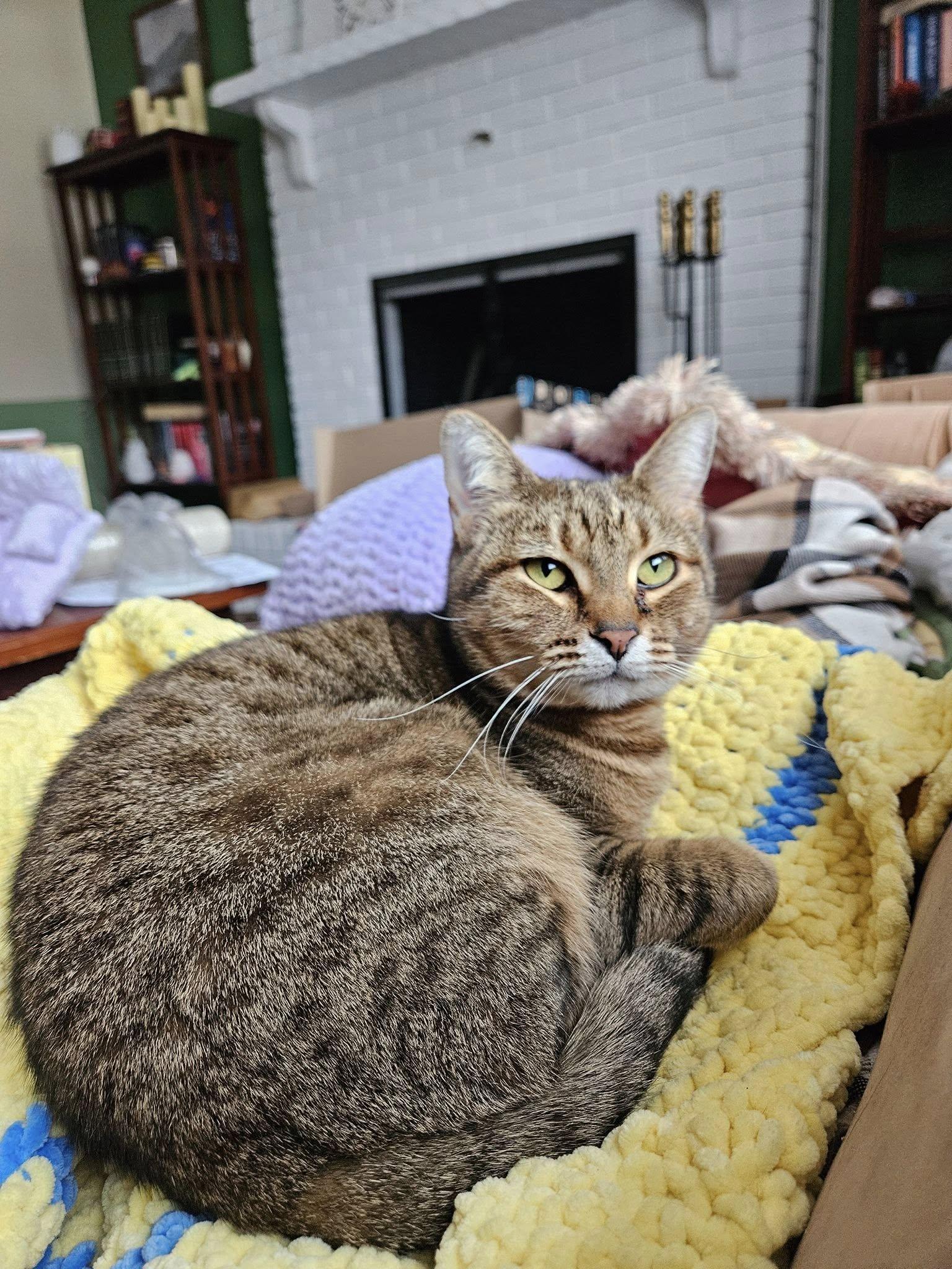 Enlarge Pimento Cheese, a Adoptable Domestic Short Hair in Apex, NC image 5/6