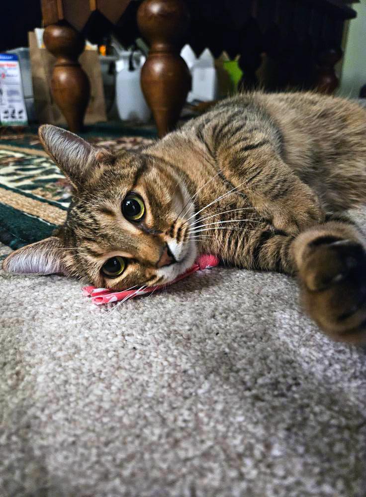 Enlarge Pimento Cheese, a Adoptable Domestic Short Hair in Apex, NC image 4/6