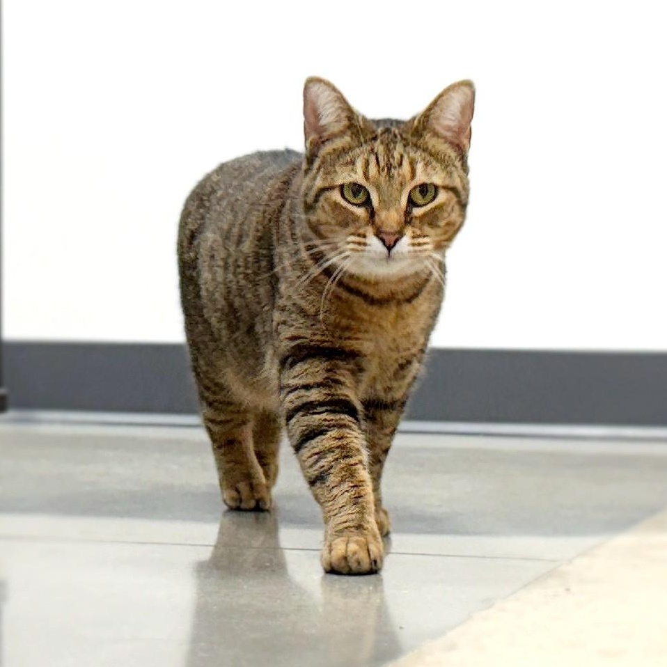 Enlarge Pimento Cheese, a Adoptable Domestic Short Hair in Apex, NC image 3/6