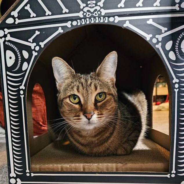 Enlarge Pimento Cheese, a Adoptable Domestic Short Hair in Apex, NC image 2/6