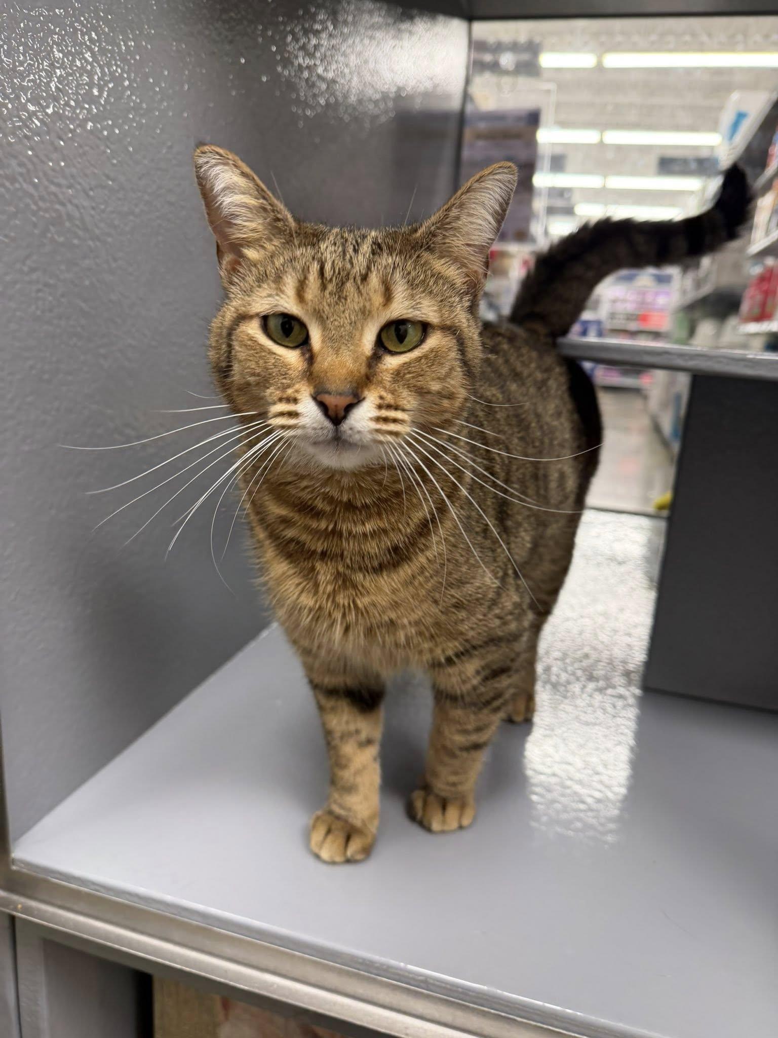 Pimento Cheese, Adoptable, Adult Female Domestic Short Hair.