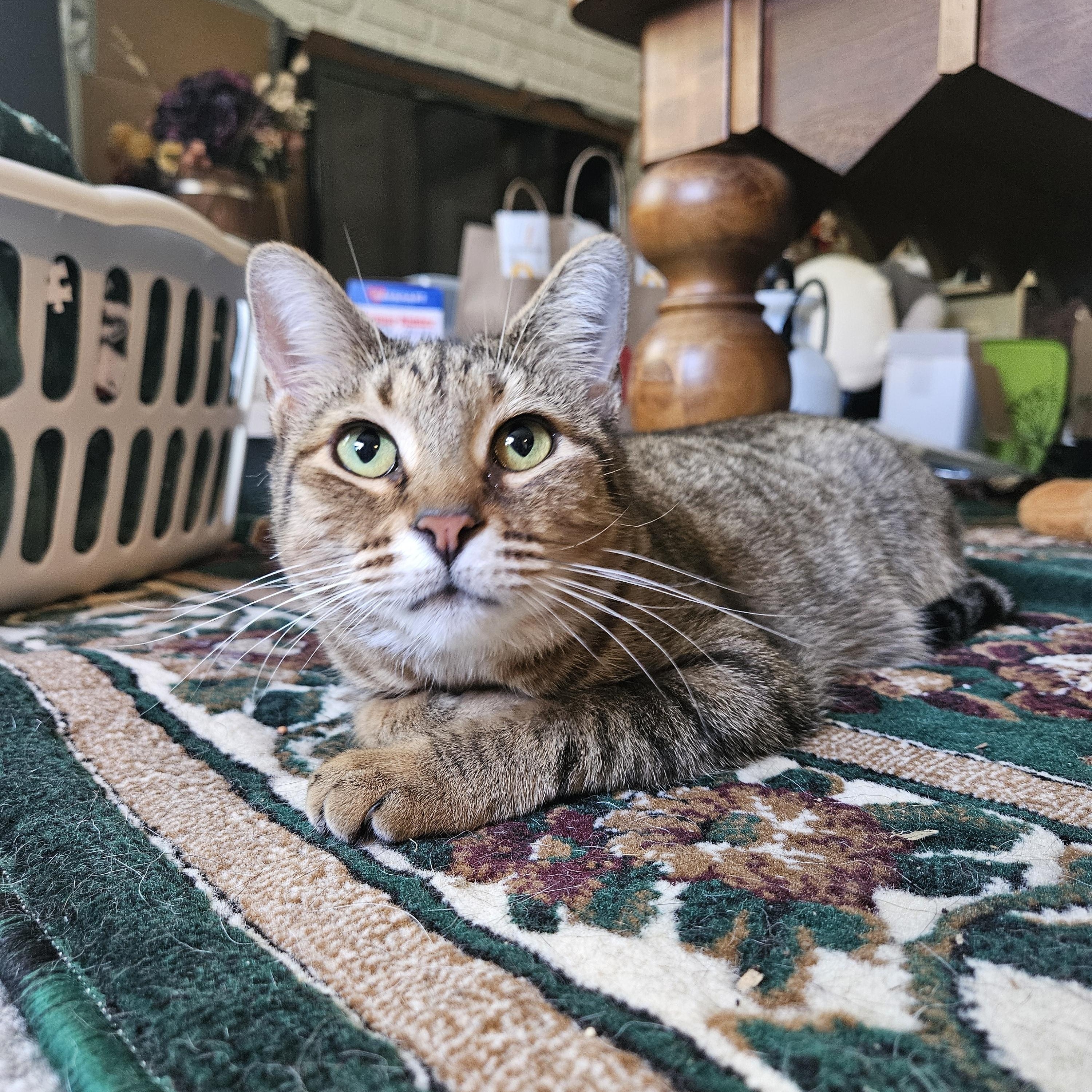 Enlarge Pimento Cheese, a Adoptable Domestic Short Hair in Apex, NC image 3/6