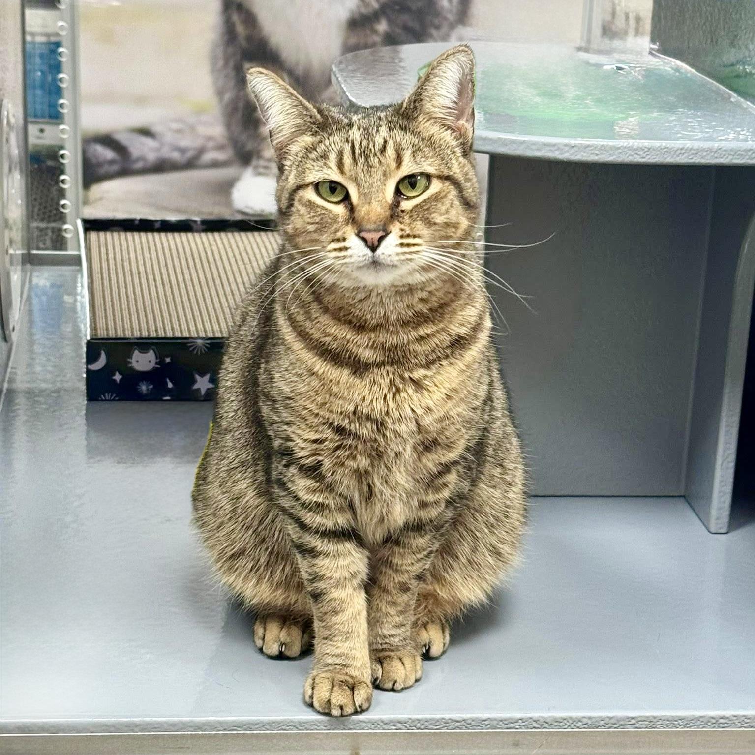 Enlarge Pimento Cheese, a Adoptable Domestic Short Hair in Apex, NC image 6/6