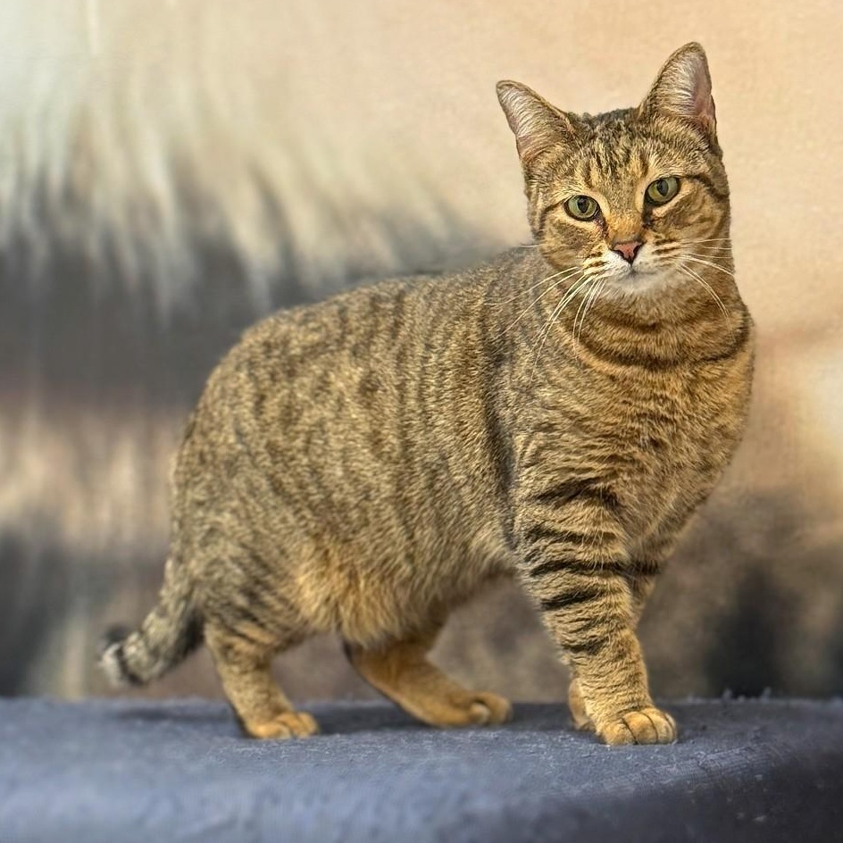 Enlarge Pimento Cheese, a Adoptable Domestic Short Hair in Apex, NC image 1/6