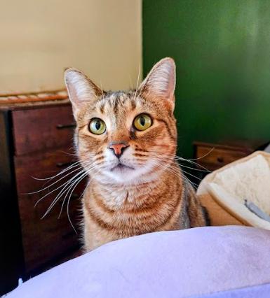 Pimento Cheese, Adoptable, Adult Female Domestic Short Hair.